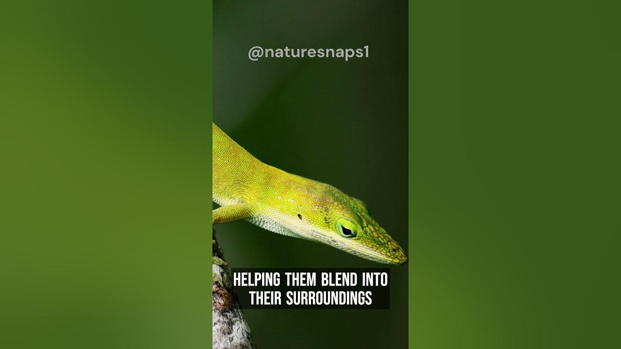 This Lizard Can Breathe Underwater YouTube