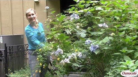 Tame Overgrown Hydrangeas With Heavy Pruning