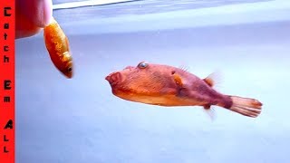 PUFFER FISH love GOLDFISH!