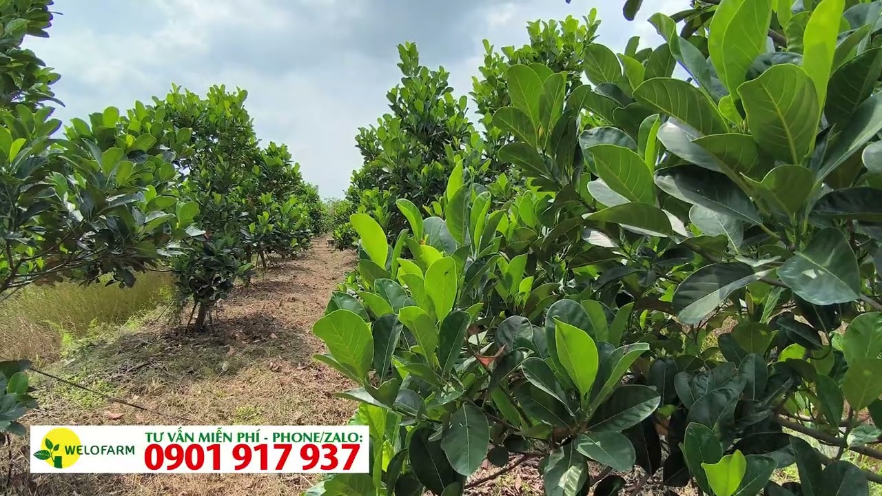 KHI NÀO LÀM BÔNG MÍT ĐỂ BÁN GIÁ CAO