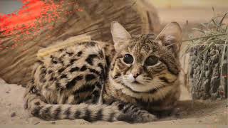 Black-footed Cat: The Hunt for Survival