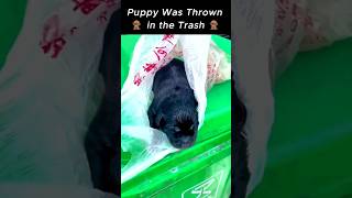 Pug Puppy Rescue: A Tiny Life Saved #pug #puppy #rescue #shorts