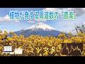 【巡る財・良縁・信頼・才能・品格・社交・評判・繁栄・ﾊｰﾄﾁｬｸﾗ・528Hz】春風に香る『ミツマタ』が奏でる『音の風水』♪（Part 82）