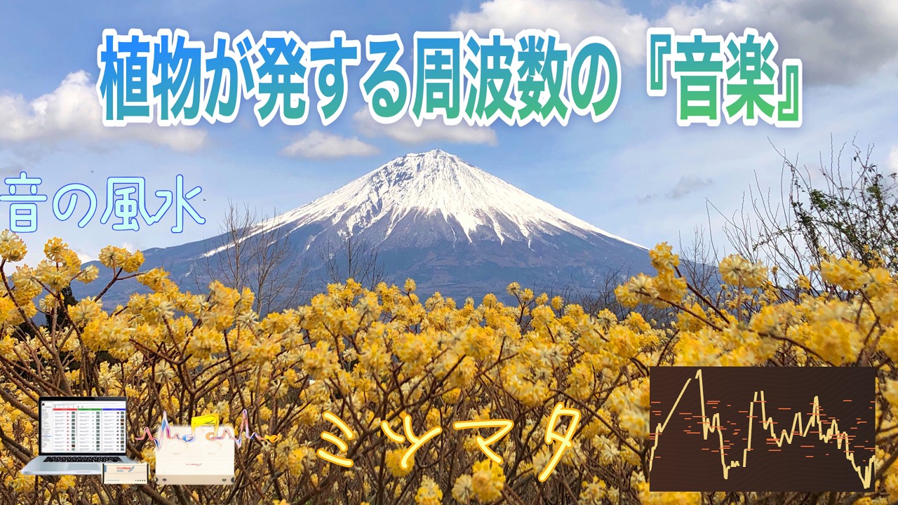 【巡る財・良縁・信頼・才能・品格・社交・評判・繁栄・ﾊｰﾄﾁｬｸﾗ・528Hz】春風に香る『ミツマタ』が奏でる『音の風水』♪（Part 82）