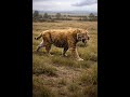 O Verdadeiro Tigre-Dente-de-Sabre
