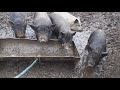 Моя ферма свиньи в природных условия 04 января 2020