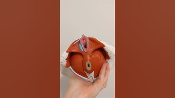 Water Cleans Better | Alpha JX  | BidetKing.com