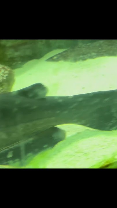 Catfish Eats Pleco YouTube catfish-eats-pleco-youtube