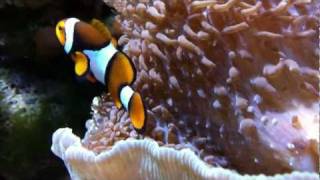 400 Gallon Reef System Update - True Percula Clownfish