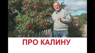 видео: О калине картинка: О калине