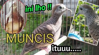 Download Lagu ciri katuranggan perkutut muncis MP3