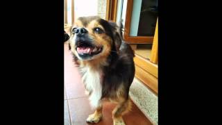 Perros y gatos en Adopcion- Protectora de animales ARCA (Galicia)