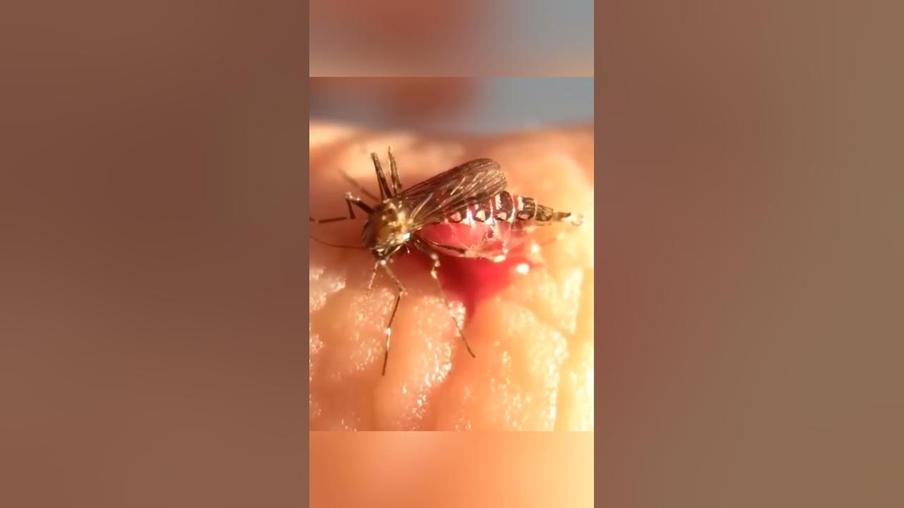 Los MOSQUITOS EXPLOTAN!.. 🧨🤯 #shorts #curiosidades  #explosion #mosquito #mosquitos #explota #viral
