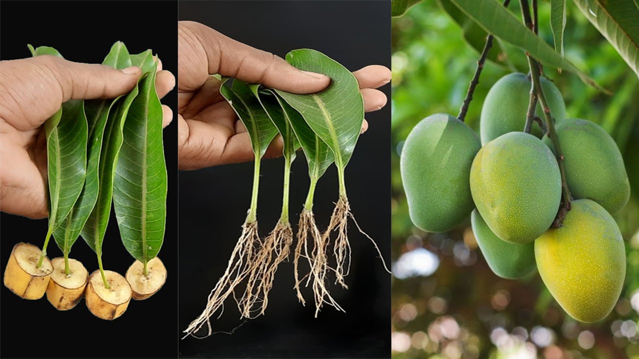 How to Grow Mango Trees From Mango Leaves | Best Natural Banana Rooting ...
