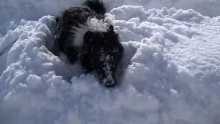 Border Collie playing in the snow 雪の中で遊ぶボーダーコリー