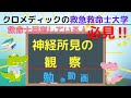 【救急救命士国家試験対策】YouTube学習，勉強，神経所見の観察