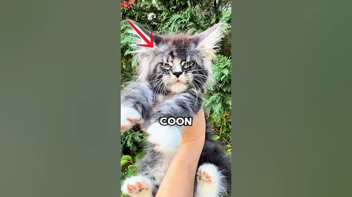 Video 11863221: cat vs maine coon, mainecoon facts, mainecoon animals, popular cat breeds