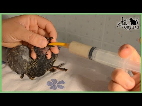 Vídeo: Com Alimentar Un Pollet