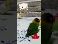 Mango the Dumpster Treasure Hunter – Turning Trash into LOLs🗑️💎😂 #funnybirds #cuteduck #pigeonwings