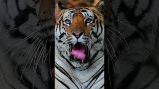 harimau Sumatra #shorts #harimaujawa #animal
