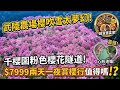 武陵農場櫻吹雪太夢幻！千櫻園櫻花隧道美到不真實🌸7999兩天一夜值得嗎？#武陵農場 #櫻吹雪 #福壽山農場 #千櫻園 #國旅 #櫻花祭 
