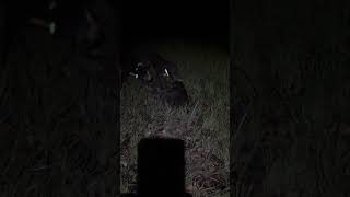 My Mountain Curs Getting After A Big Boar . I Know The Karens Want Me Arrested.