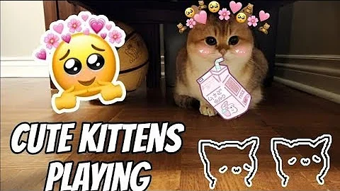 Video 11116981: kitten meow kitty cutecat, cat kitten kitty cutecat, kitten cutecat funny kitty, kitten meow kitty cute, cat kitten kitty animals, kitten playing