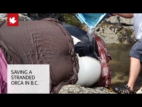 Whale rescue: Saving a stranded orca in British Columbia