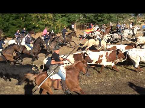 Tordesillas 2026 Segundo Encierro y Capea