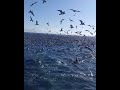 Huge Bullers Shearwater feeding workup out at The Petrel Station Tutukaka New Zealand Nov 2022 mp3