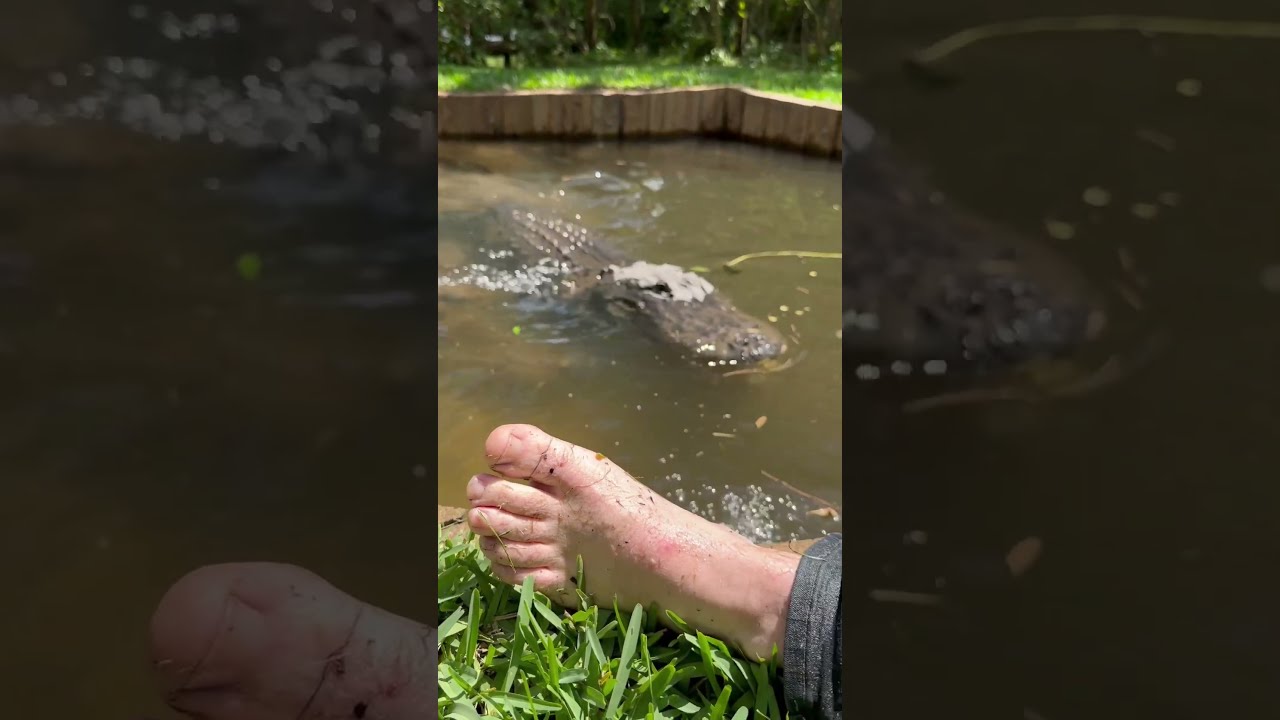Alligator Toe Attack Gatorland Feet