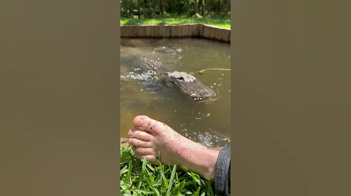 Alligator Toe Attack😳 #gatorland #alligator #feet