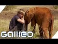 Dieser Elefant tröstet einen Menschen: Können Tiere lieben wie Menschen? | Galileo | ProSieben