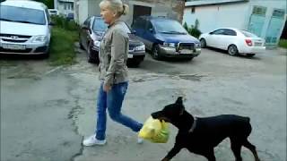 Doberman. Доберман-помощник. Doberman. Доберман-помощник.