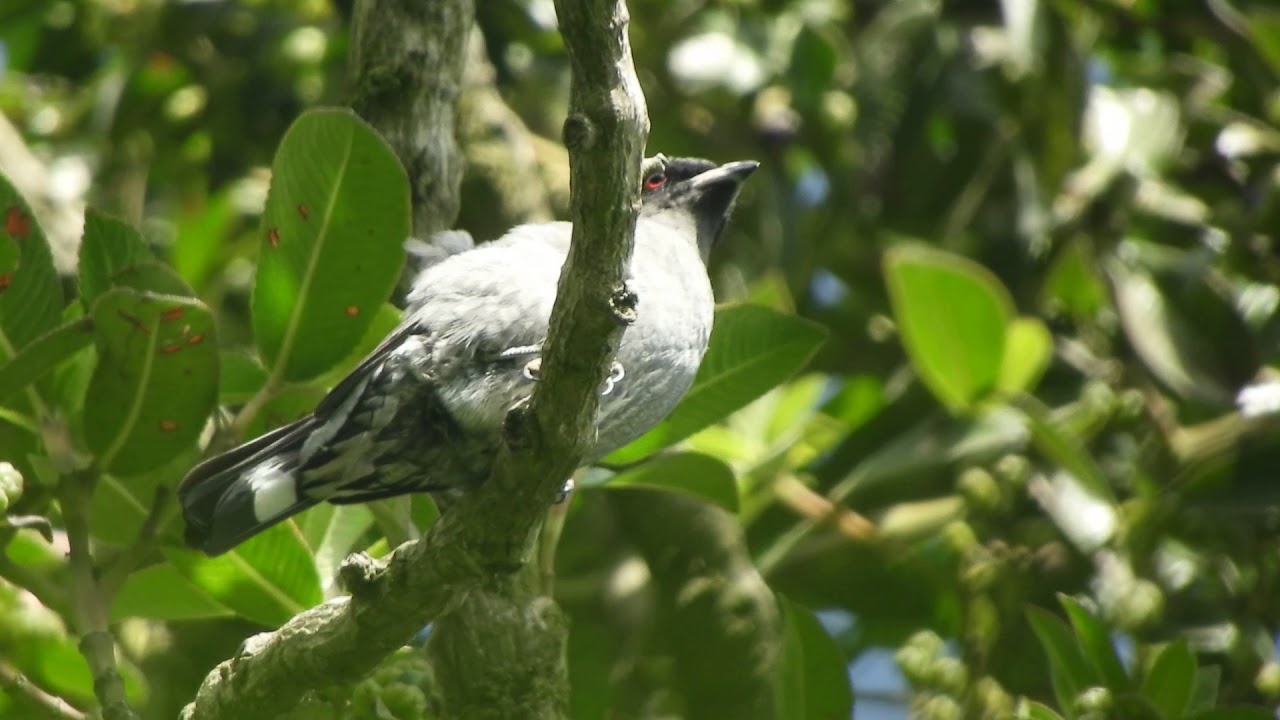 Red-crested Cotinga at Cerro Blanco near Otavalo