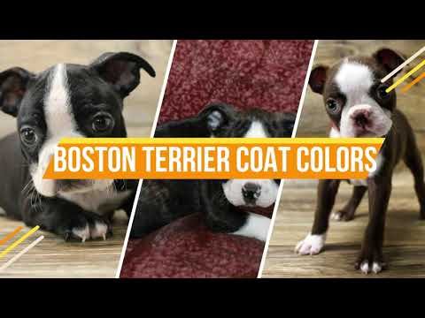 Video: Boston Terrier Coat Colors: All About the Breed