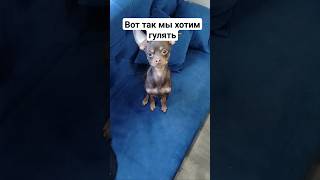 Ниндзя Зовёт Гулять, Даже Носки Принёс) #Тойтерьер