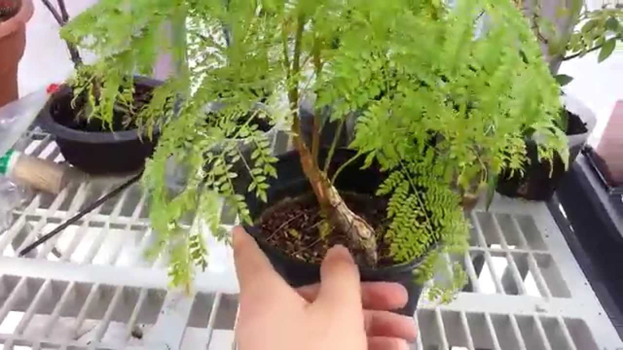 Jacaranda Bonsai Starter Kit