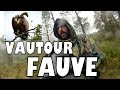 APPROCHE D&#39;UN VAUTOUR FAUVE ( photographie animalière)