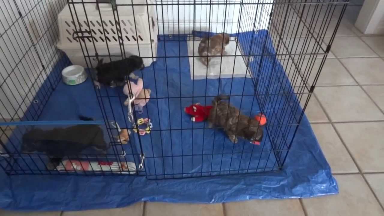 Animal Friends Of The Valleys Wildomar CA Fosters Snowball s S Animal friends of the valleys wildomar ca fosters snowball s s