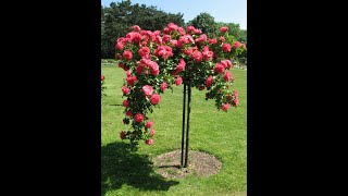 :    ,     rozarium.biz. stamp rose without grafting