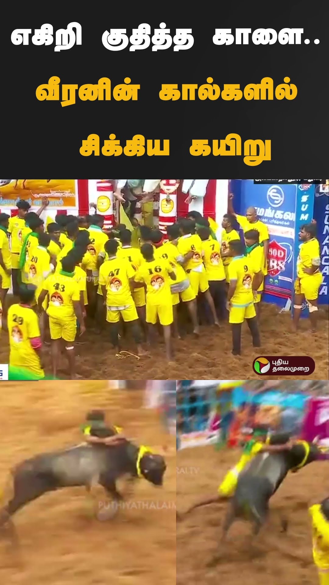 எகிறி குதித்த காளை.. வீரனின் கால்களில் சிக்கிய கயிறு | #shorts |  | #madurai | #jallikattu2025