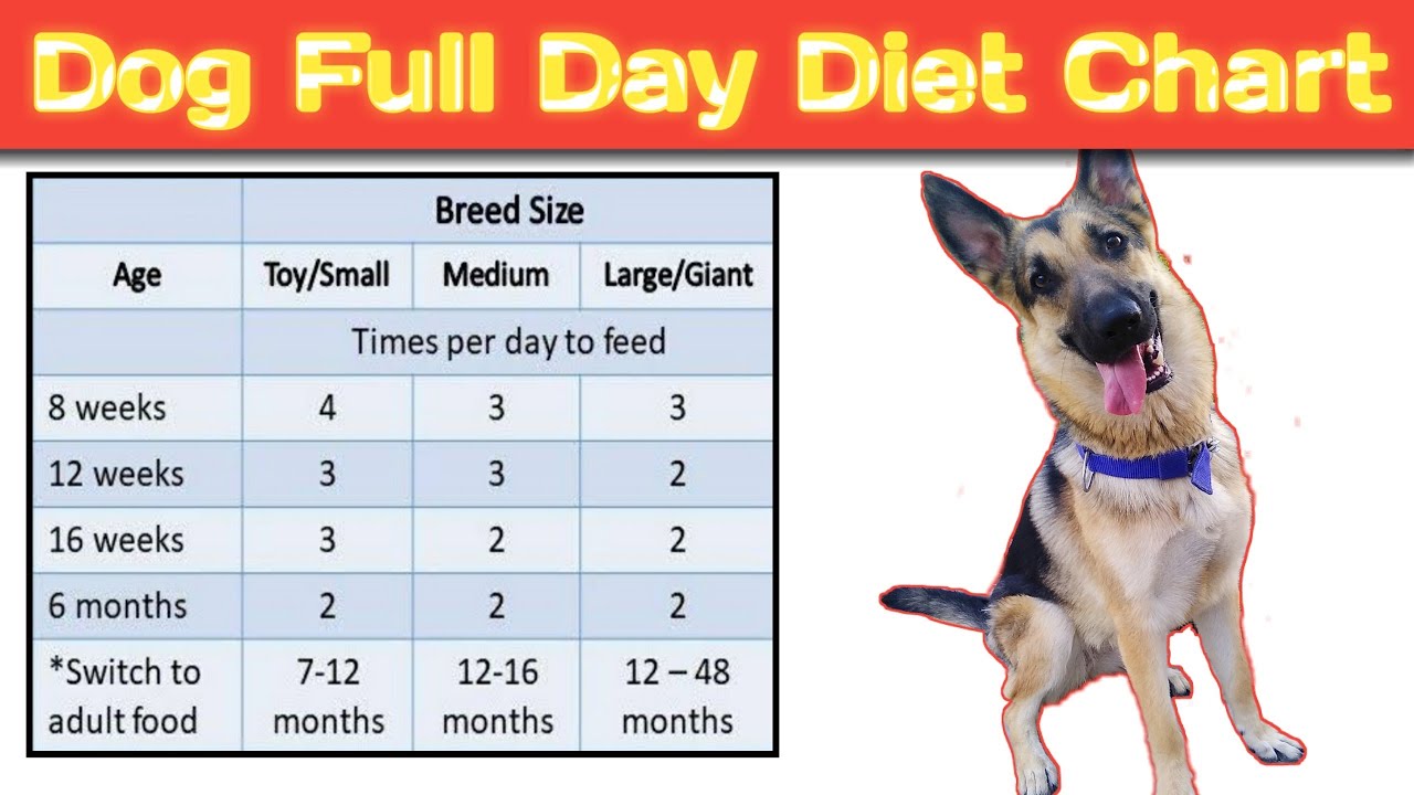 german shepherd diet chart