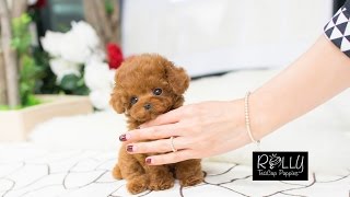 teacup teddy bear