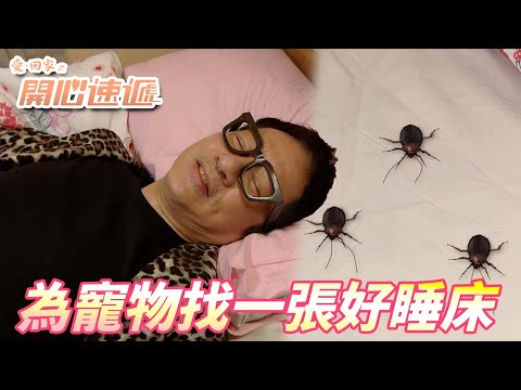 愛．回家之開心速遞精華短片｜沒想到崔阿姨的床竟然舒服到起不了床！！但被仁哥的蟑螂寵物睡過了這張床可以燒了吧！！｜ 劉丹、呂慧儀、單立文、滕麗名、周嘉洛｜港劇精華