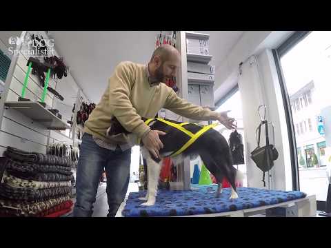 Video: Come montare un'imbracatura per cani - Expert Advice