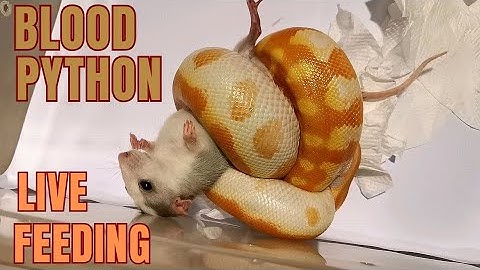 screaming rat. blood python live feeding. #livefeeding #snake #bloodpython