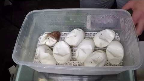 Ball python egg cutting video - first clutch of 2018