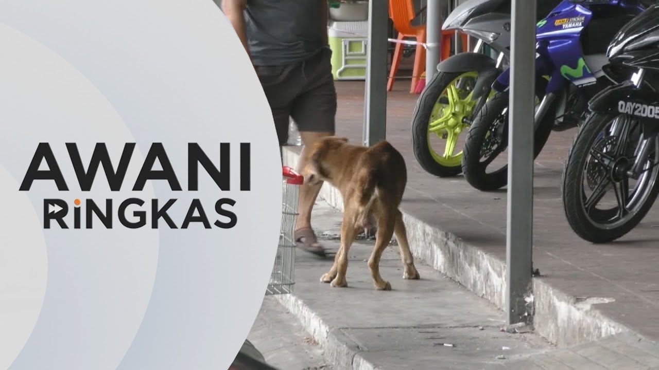 AWANI Ringkas: 11 kes rabies kalangan manusia dikesan - YouTube
