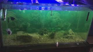 Aplicando Aqua Life